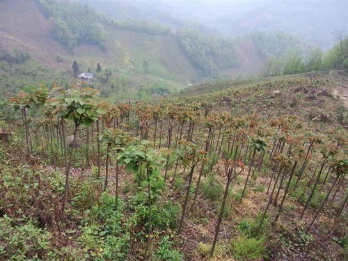 四川省40家林木种苗生产经营单位被确定为首批全国苗木信息采集点单位