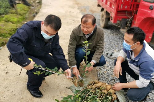 林业部门积极开展林木种苗执法检查助力春耕生产