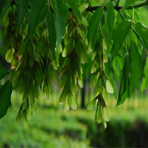 新采优质种子景观林木种子 茶条槭种子 槭树种子 量大从优